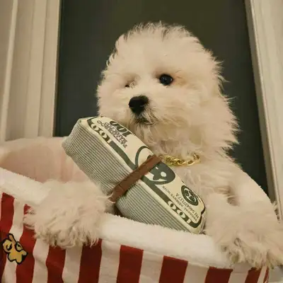 vaccined microchipped purebred bichon frise boy, View more