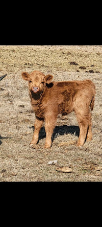 Hyland-Dexter heifer and calf pair
