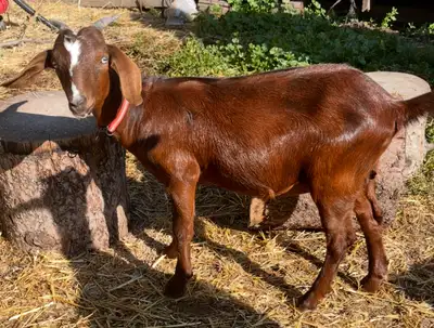 Blue eyed moonspotted Nigerian cross doeling , View more