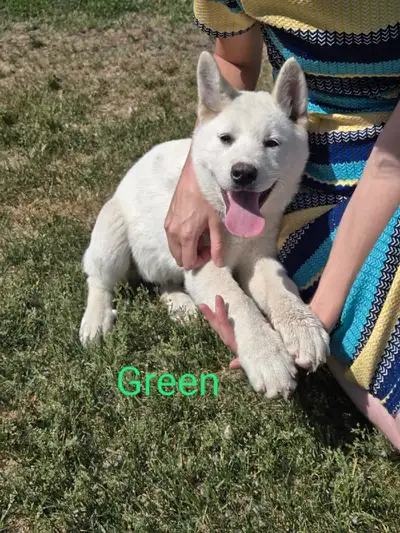 ONLY 2 AKITA PUPS LEFT!!, View more
