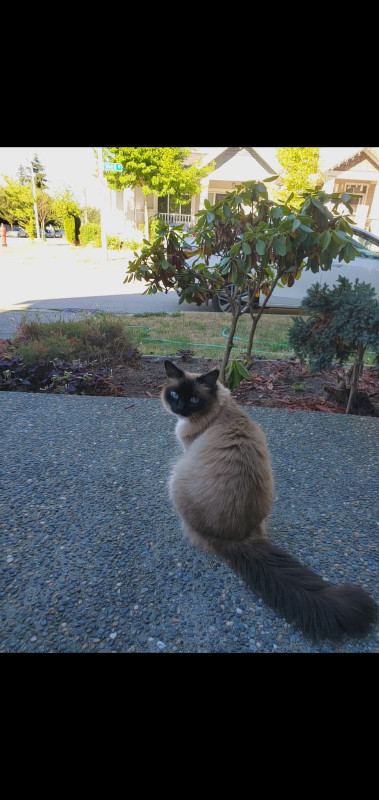 Dizzy - Super cute Himalayan/Ragdoll Cat in Cats & Kittens for Rehoming in Delta/Surrey/Langley - Image 3