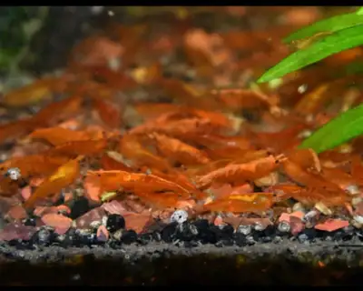orange shrimp delivery to Moncton, View more