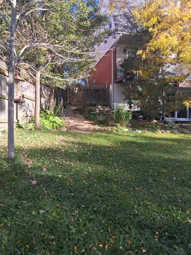 Black Locust Hardwood Trees | Free Stuff | Oshawa / Durham Region ...