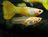 yellow guppies for trade 