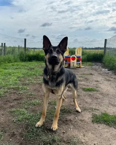 Great guard dog needs new home Just need to gain his trust