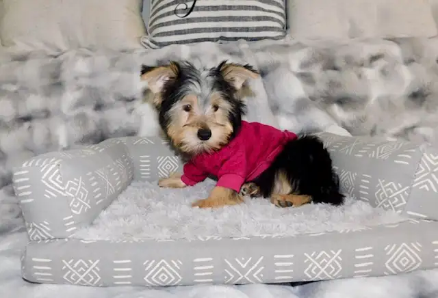 Tiny Toy Yorkie terrier puppy in Dogs & Puppies for Rehoming in City of Toronto - Image 2