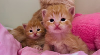 Beautiful Tabby Persian/Ragdoll mixed kittens 