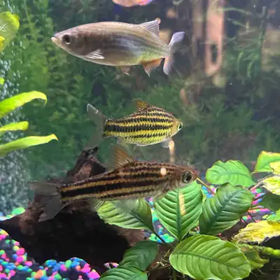 3 Fish for Sale, View more