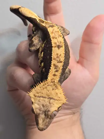 Very nice harlequin crested gecko almost has a full pinstripe but Is broken in a few spots. This dud...