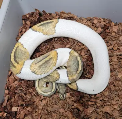 Pb male hypo pied , View more