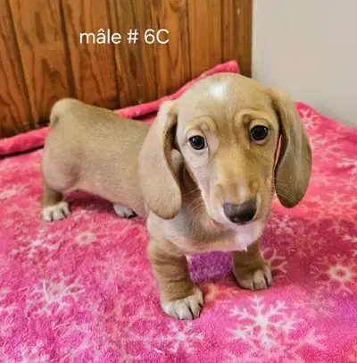 Chiot Teckel dachshund puppy, View more