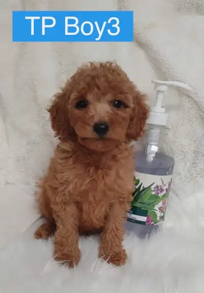 Adorable red toy poodle puppies. non shedding. hypoallergenic, View more