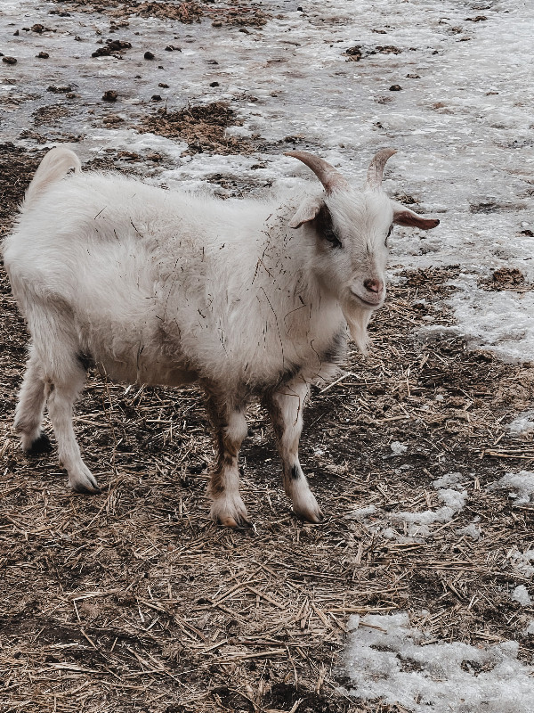 Fainter Goats in Livestock in Regina - Image 3