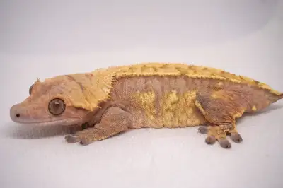 We have great female geckos for sale (priced to sell) from excellent lineage. Pic 1-2: Creamsicle, y...