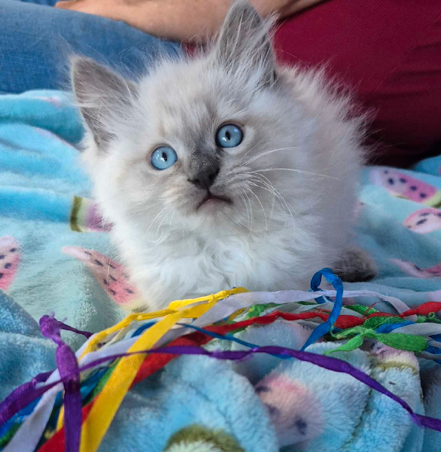 Beautiful Ragdoll Kittens in Cats & Kittens for Rehoming in Saint John - Image 2