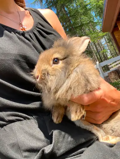 Bunnies for new home, View more