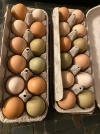 Free range, organic eggs for sale 