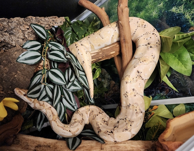 Male Banana ball python in Reptiles & Amphibians for Rehoming in Winnipeg - Image 2