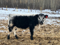 Speckle Park Yearling Heifers