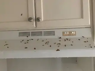 BEDBUGS, MICE, COCKROACH, BEDBUG, ANTS, WASP, PEST CONTROL64578847966595126