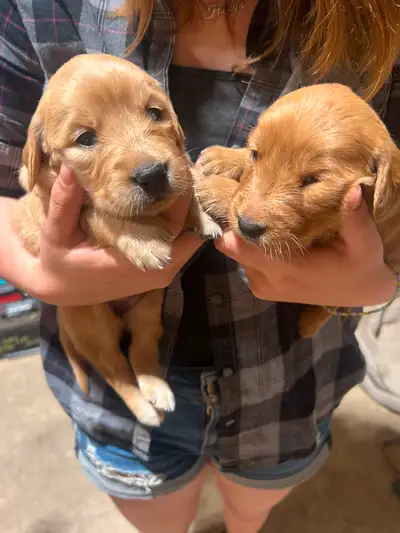 Playful Golden Retriever Puppies, View more