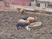 Piglets Available