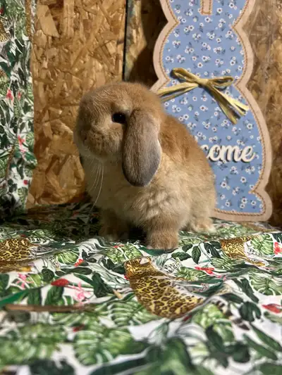 holland lop male , View more