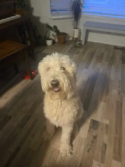 Sheepadoodle for rehoming- due to no fault of his own, View more