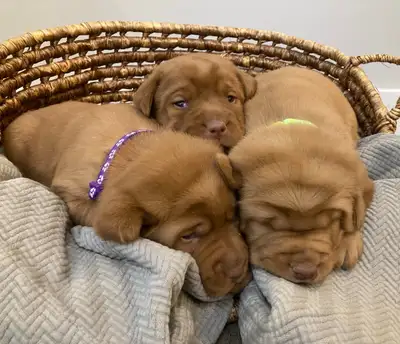 Purebred Fox Red Lab Puppies, View more