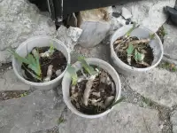 3 pots of iris plants (on choice)