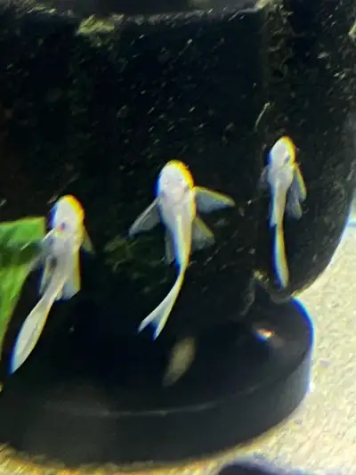Long fin Snow White pleco, View more