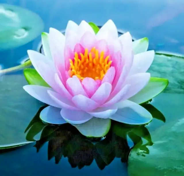 LOTUS TAROT PSYCHIC MEDIUM 204333551663234883898499129