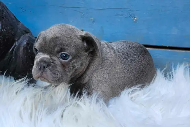 2 Female French Bulldog Puppies Ready June 20th! in Dogs & Puppies for Rehoming in Edmonton - Image 5