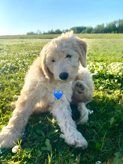 Goldendoodles , View more