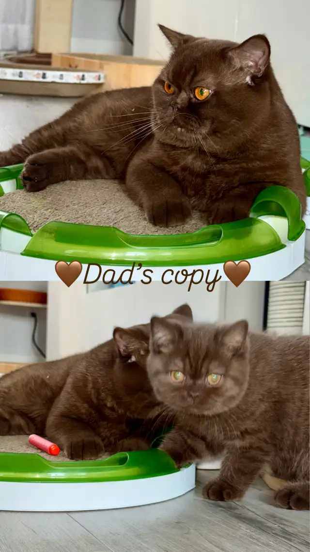 British shorthair TICA  Purebred  kittens in Cats & Kittens for Rehoming in Oakville / Halton Region - Image 5