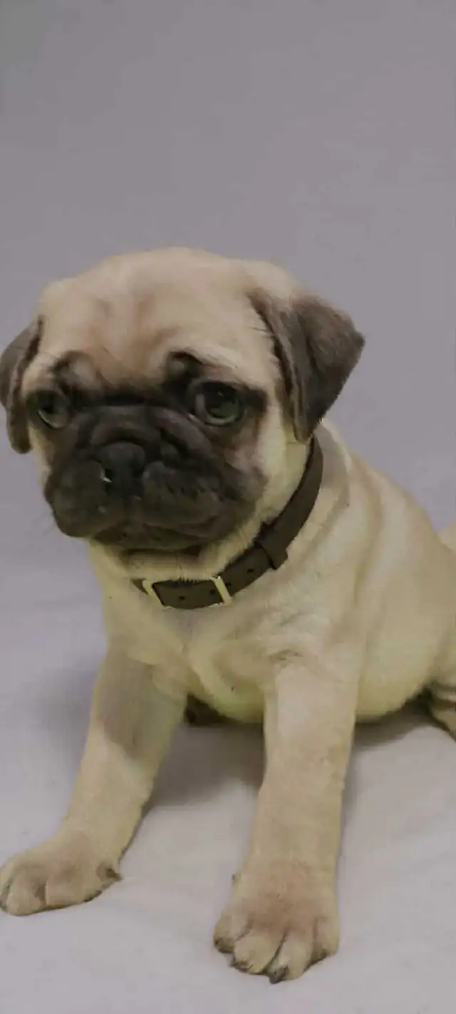 Pug puppies. Vaccinated and dewormed. weekend sale.. in Dogs & Puppies for Rehoming in Brantford - Image 6