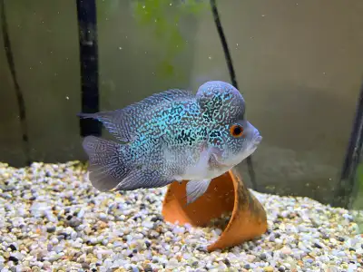 Flowerhorn AAA, View more
