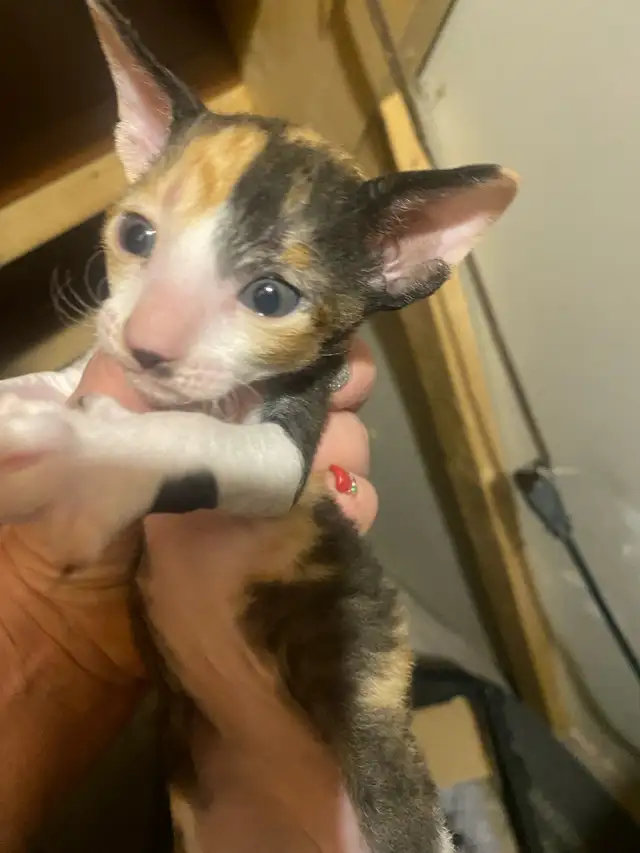 Cornish Rex Kittens in Cats & Kittens for Rehoming in Cape Breton - Image 4