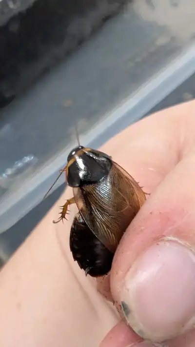 Legal parthenogenetic feeder roaches! Suriname roaches, View more