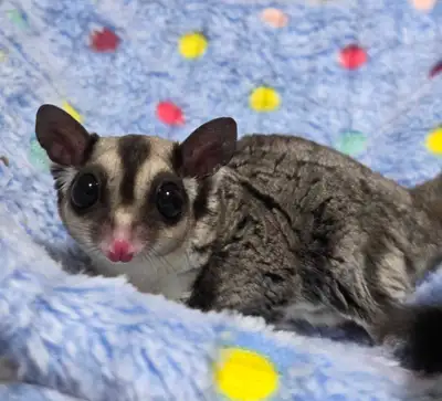 Mosaic black grey Sugar gliders Males and Females are available Pickup Only $450 each Serious Inquir...