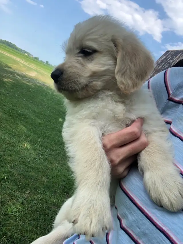 Labradoodle Puppies in Dogs & Puppies for Rehoming in Leamington - Image 3