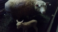 Dorset Ewe with Ram Lamb at side