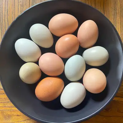 Easter Egger Fertile Hatching Eggs, View more