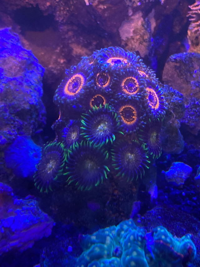 Saltwater coral sale in Fish for Rehoming in Calgary - Image 3