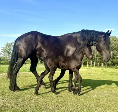 Friesian Filly, View more