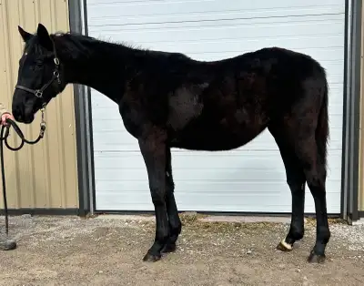 2025 Warmbloodfilly , View more