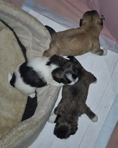 Shih Tzu puppies born August 9, 2026, available for rehoming., View more