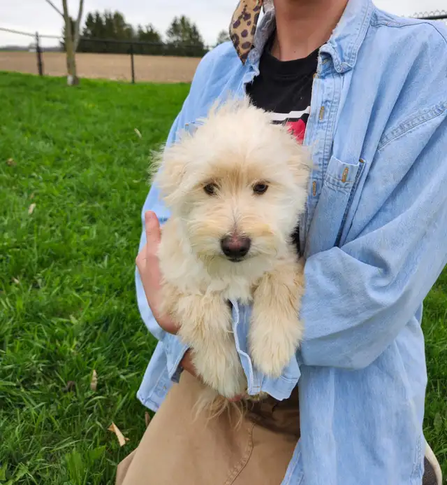 Miniature American Eskimo/Poodle in Dogs & Puppies for Rehoming in Kitchener / Waterloo - Image 4
