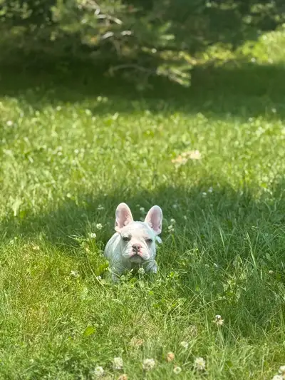 French Bulldog Puppies — UK Bloodlines Available, View more