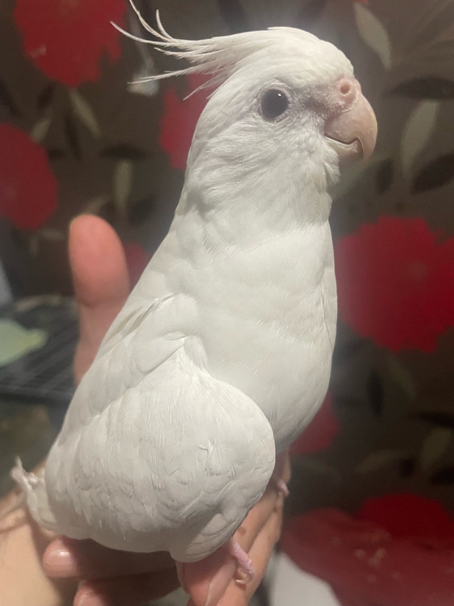 femelle cocktail avec cage dans Oiseaux à adopter  à Laval/Rive Nord